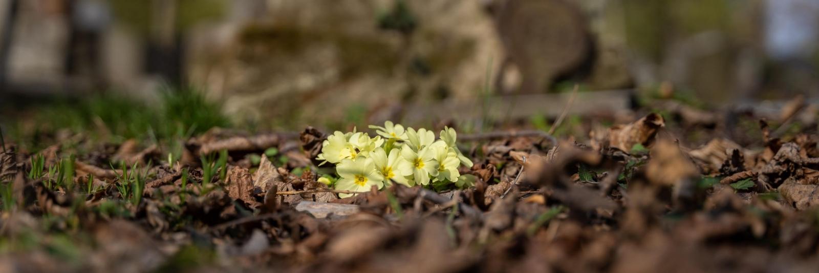 wild-primrose-6217267